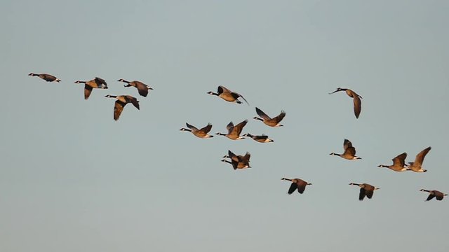 Flock of Graceful Canadian Geese Flying in Slow Motion
