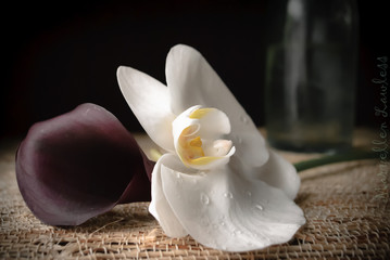 Fototapeta na wymiar orchid, calla, lily, black, vase