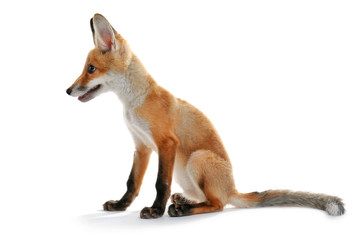 Little fox cub sitting isolated on white