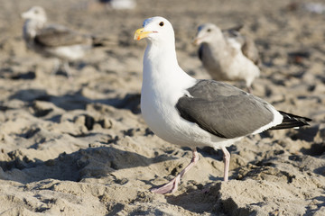 The bird is on the beach. Portrait of large gull is on the background of the sandy beach.