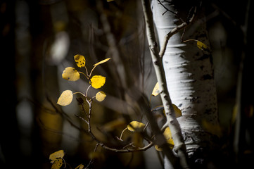 Fall Colors