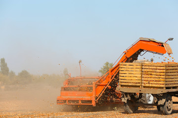 Onion harvesting with modern agricultural equipment in field