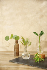 Plants in different glass vases on table in the room