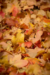 Fall Colors