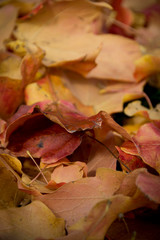 Fall Colors