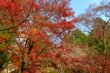 Fototapeta na wymiar 綺麗な色に色づく境内の紅葉