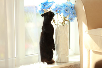Cute black cat sniffing at flowers on window sill
