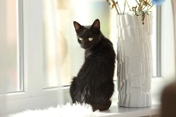 Cute black cat sitting on window sill at home