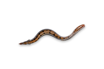 Bengal swamp eel fish or Indian eel fish (Anguilla bengalensis)