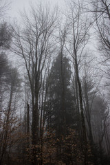 Obraz na płótnie Canvas Foggy Forest on Overcast Day