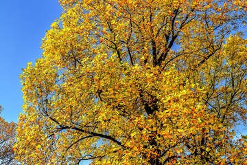 Fototapeta premium ユリノキの黄葉と青空