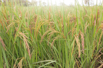 Fototapeta premium Paddy field with sunrise in Buriram, Thailand