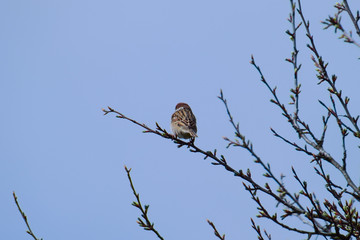 Sparrow sitting on a branch tail us. Small bird sparrow