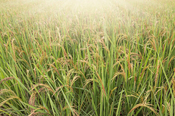 Paddy field with sunrise in Buriram, Thailand
