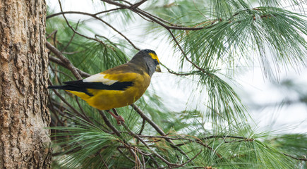 Yellow, black & white colored Evening Grosbeak (Coccothraustes vespertinus) sitting on a tree branch, observing his domain.