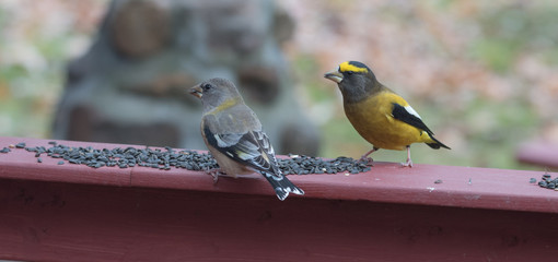 Fototapeta premium Yellow branded Evening Grosbeak (Coccothraustes vespertinus) on a deck having seed lunch. Heavyset finch in northern coniferous forests, adds splash of color to winter bird feeders every few years.