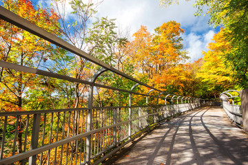 Autumn leaves in Rochester City of New York