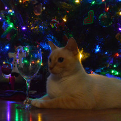 White cat with wine glass and Christmas lights