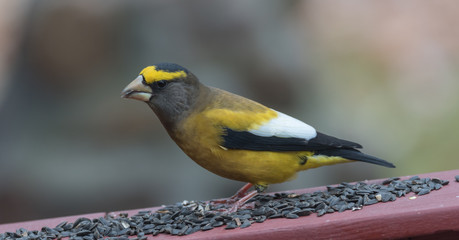 Yellow branded Evening Grosbeak (Coccothraustes vespertinus)  on a deck having seed lunch. Heavyset finch in northern coniferous forests, adds splash of color to winter bird feeders every few years. - 128319405