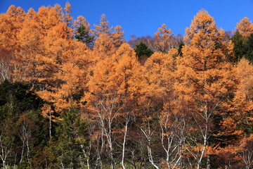 秋の志賀高原　カラマツ紅葉