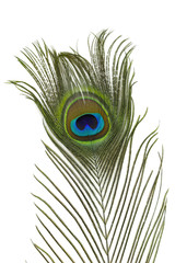 Obraz premium peacock feather on white background