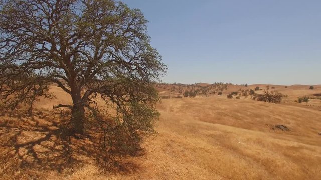 Aerial shot in the dry hilly grasslands of Central California. Rolling golden hills, shot flies by a tree. Drought conditions. Scattered trees in the distance.