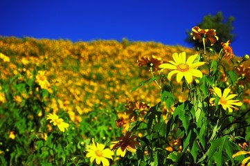 Blooming flowers in the mountain, North of Thailand