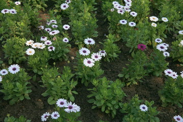 
White  Flower garden
