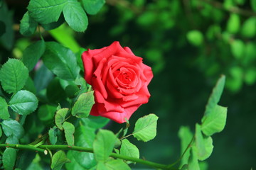 Red rose garden