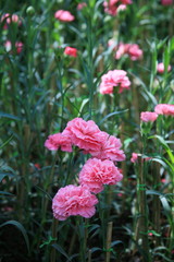 Fototapeta premium Pink carnations garden
