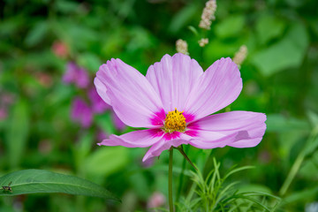 Fototapeta premium Flowers