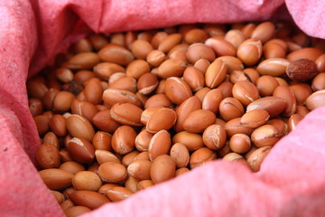 Making of Argan oil  in Morocco