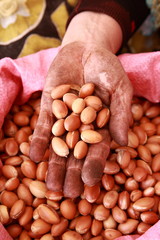 Making of Argan oil  in Morocco