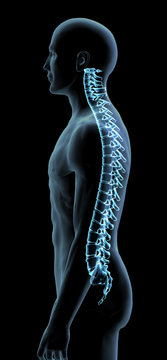 Blue X-ray Man with Vertebral Spinal Column, Side View
