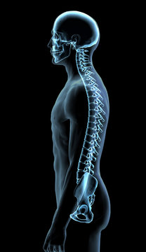 Blue X-ray Man with Skull and Vertebral Spinal Column, Side View