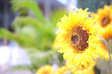 sunflower in garden