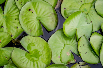Lotus leaves texture