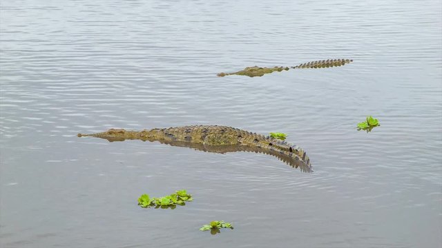 Dangerous African Crocodiles Floating in an African Dam Natural Environment in Kruger National Park South Africa