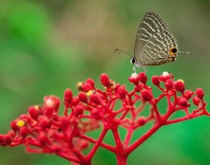 Closeup of butterfly on floral.