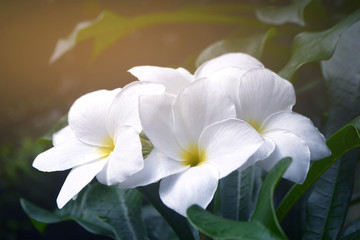 White Frangipani, Bridal Bouquet Flower background in sunshine