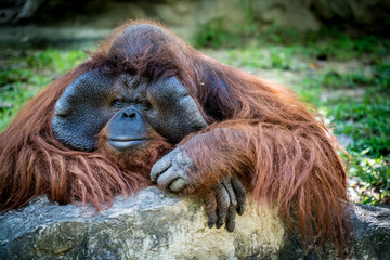 Closeup of Orangutan