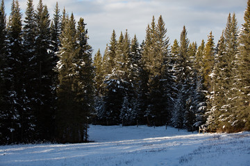 Fototapeta na wymiar winter pine trees with field forground