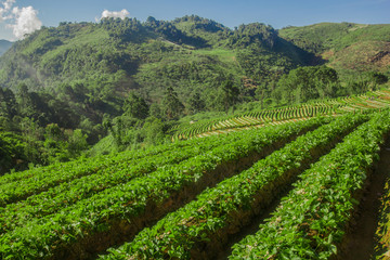 Fototapeta na wymiar strawberry farm on the high mountain