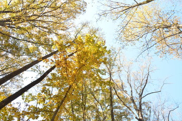 Fall foliage forest canopy bright yellow leaves with blue sky