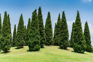 Pine trees on the hill