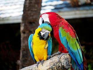 Couple of macaws in romance scene with blur background.