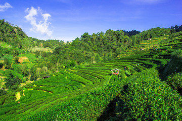 Fototapeta na wymiar tea farm on the high mountain