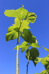 Mulberry flowers to the sky