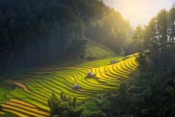 Photo sur Plexiglas Rizières Rizières au lever du soleil et dans la belle nature sur les terrasses du Vietnam. Les rizières préparent la récolte dans les paysages du nord-ouest du Vietnam.Vietnam.