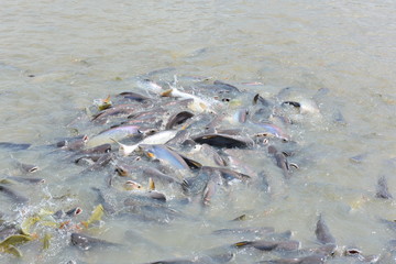 Pangasius